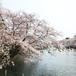 【フォト】2017年4月の井の頭公園の様子【桜、花見】