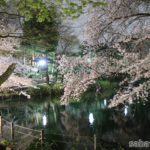 【桜、夜桜】2017年4月に井の頭公園に桜を撮ったときのカメラの設定メモ【備忘録】